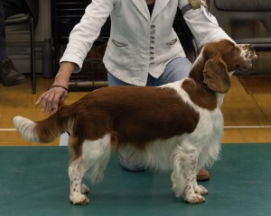 Juniior Dog